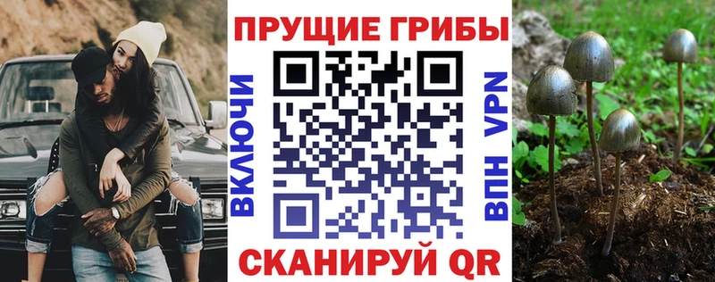 Псилоцибиновые грибы Psilocybine cubensis Юрга